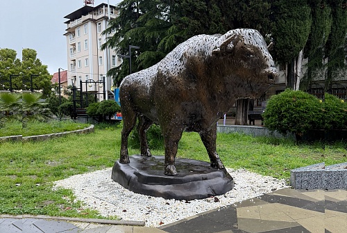 Зубр